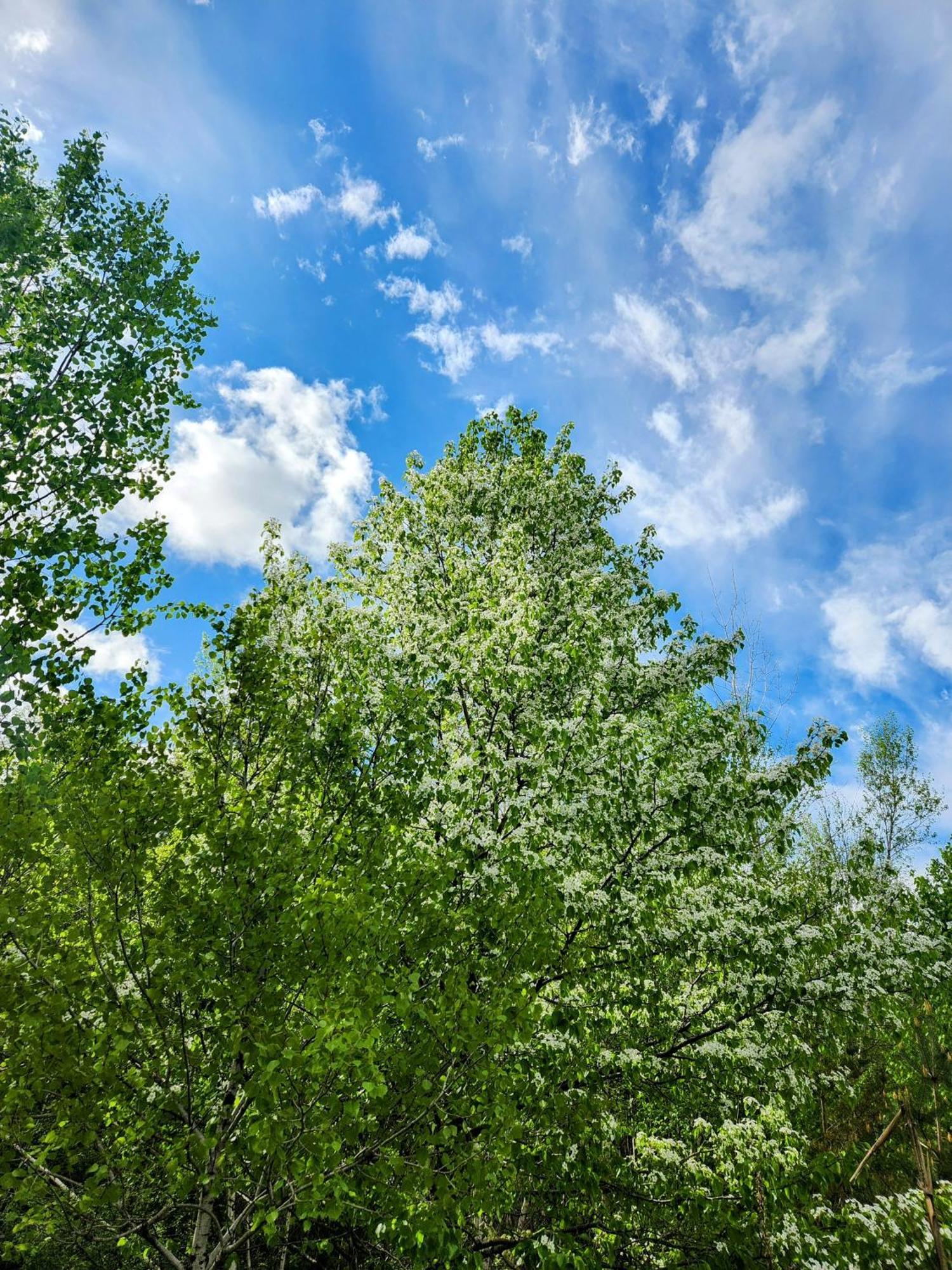 Backyard Bliss In The White Mountains Villa Lincoln Buitenkant foto